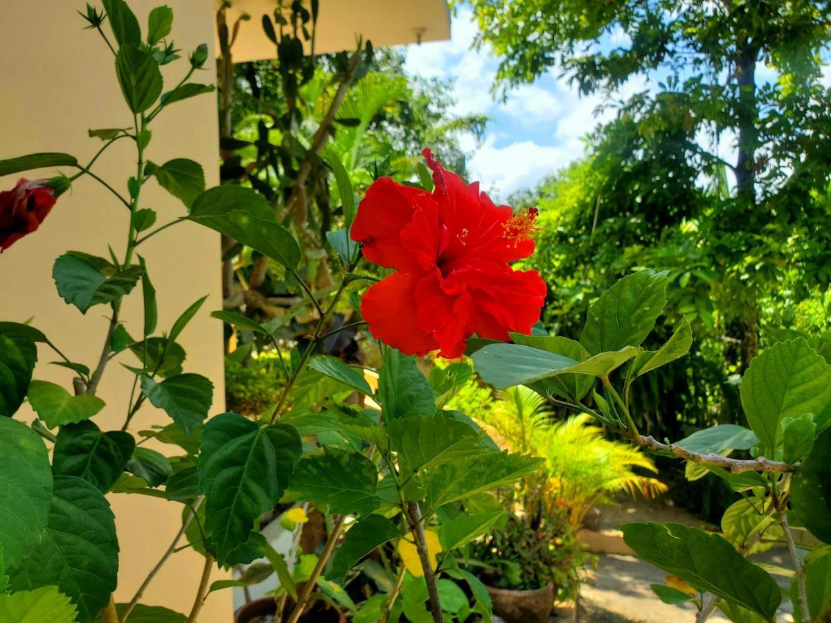 Sunbreeze Ocho Rios - A Spacious, Homely Apartment Exterior photo